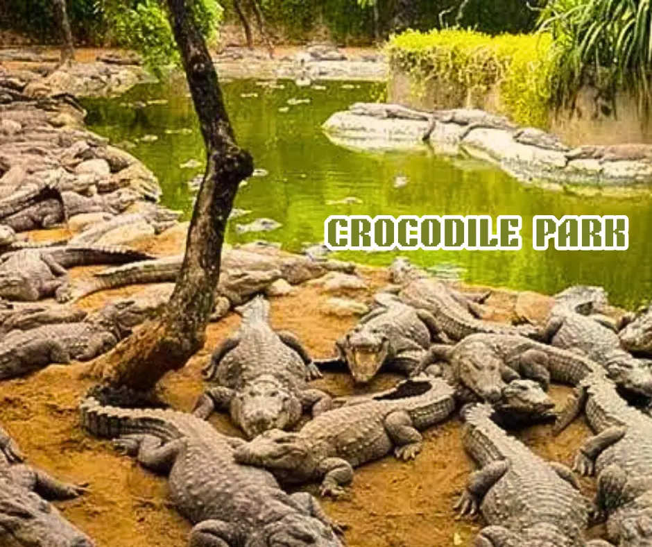 Crocodile Park